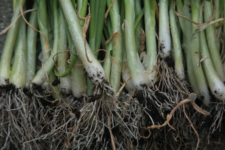 A huge picking of healthy green onions. Second photo.