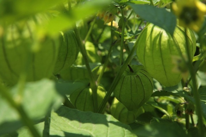 Lots of hearty tomatillos.