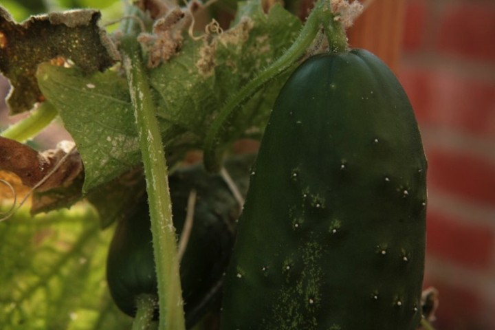 Fresh cucumbers.