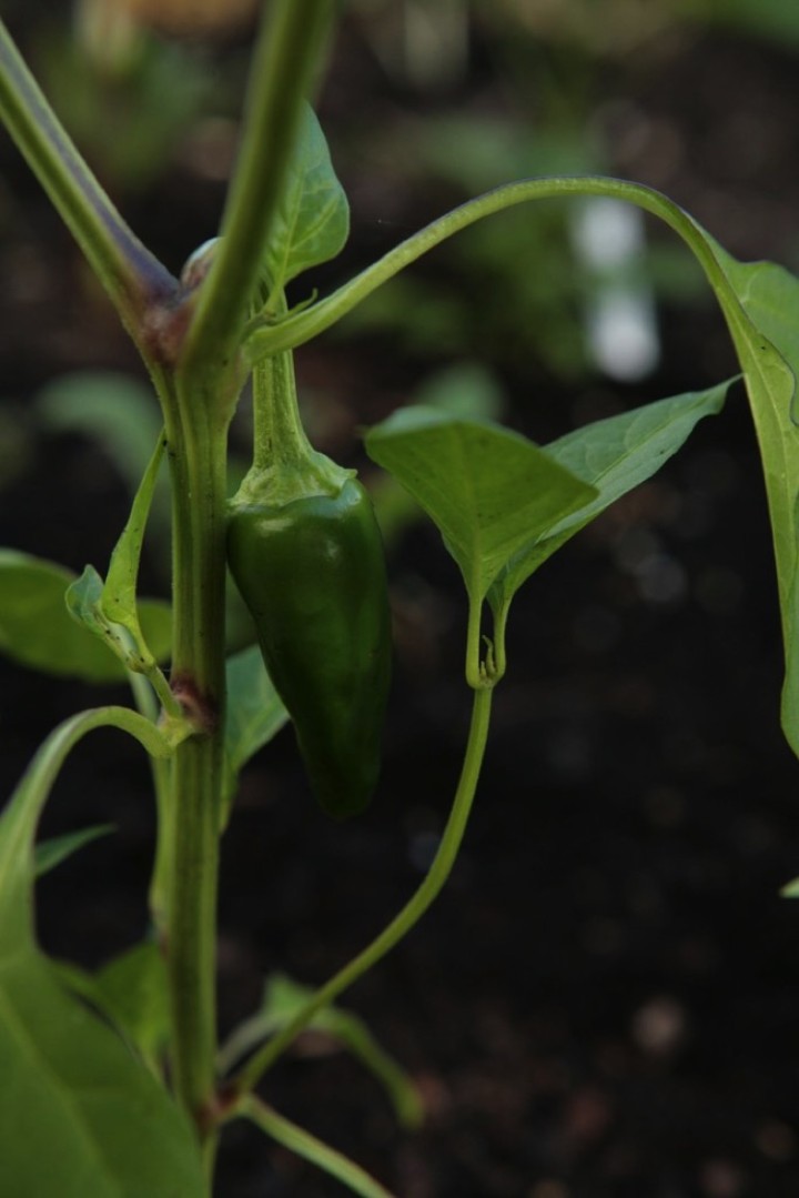 Peppers are just getting ready.