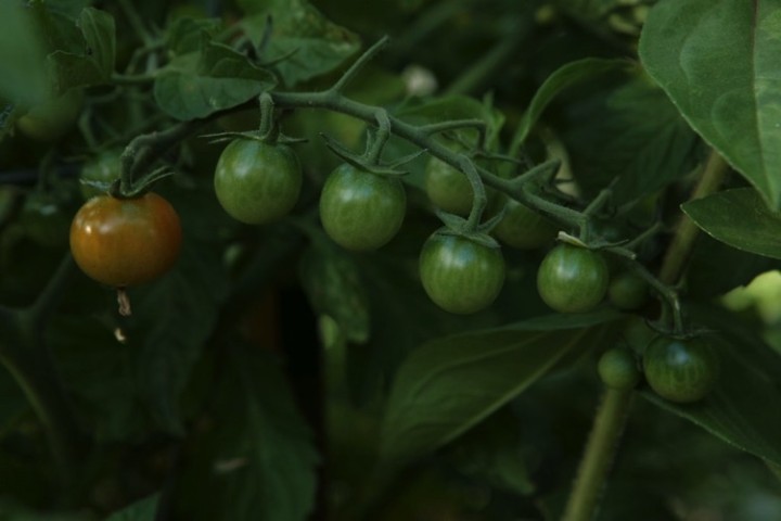 Luscious tomatoes.