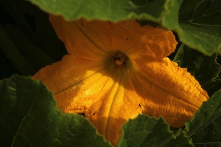 Beautiful squash blossoms are starting to grow.