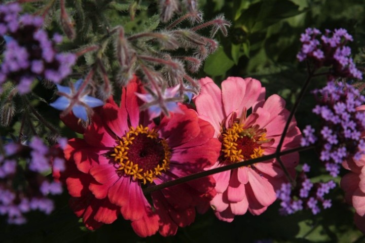 What is a garden without flowers!