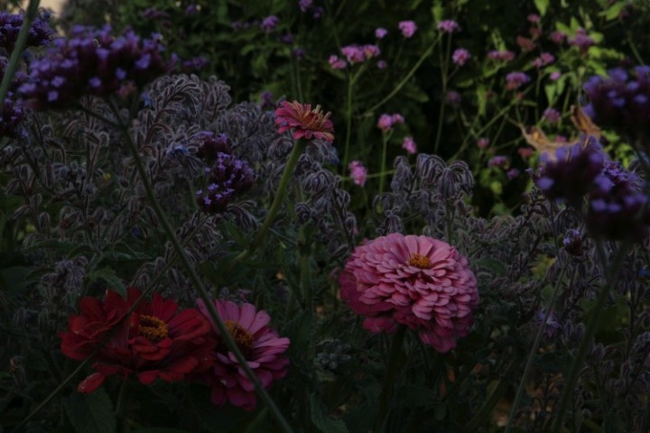 Some flowers are also great at naturally controlling pests and insects that are harmful to vegetable plants.