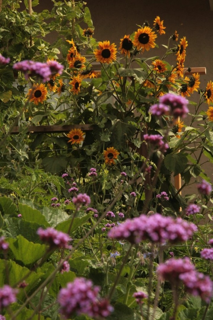 Some flowers are also great at naturally controlling pests and insects that are harmful to vegetable plants. Second photo.