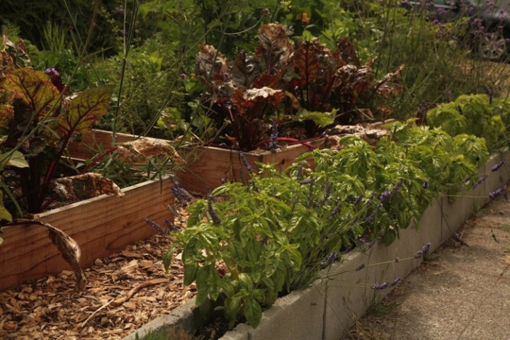 Basil is growing beautifully in the cinder block planters.
