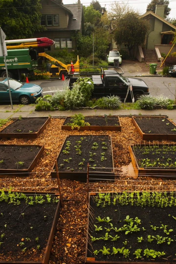He filled them with free compost fill that the city gives away. He then started planting seeds and they sprouted quickly.