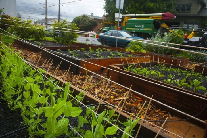He also built his own DIY irrigation system. Second photo.