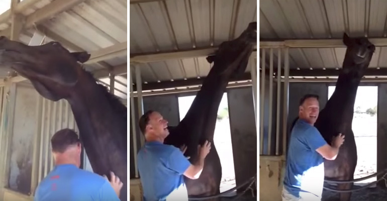 He Started Scratching the Horse’s Neck and His Reaction Had Everyone Laughing