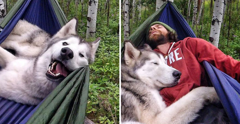 This Gorgeous Wolfdog Went on an Epic Adventure With His Owner and Their Bond Is Beautiful