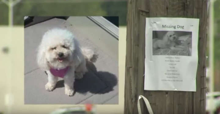 Lost Poodle Found After Recognizing Her Owners on TV.
