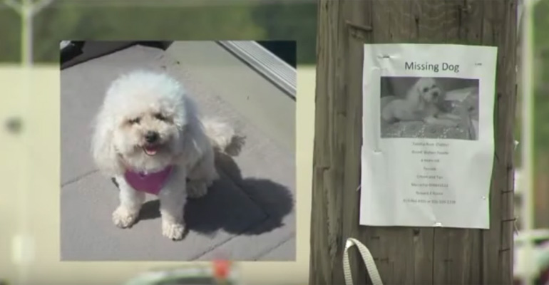 A Lost Dog Was Reunited with Her Family After Seeing Them on a TV News Report
