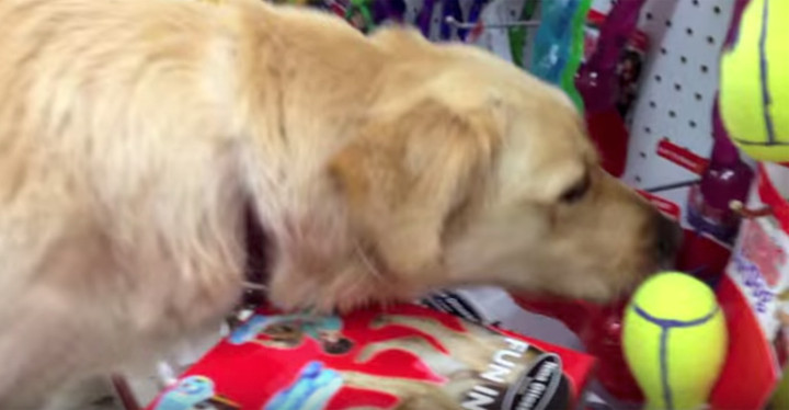 Roo the Rescued Golden Retriever Picks Out a Chew Toy.