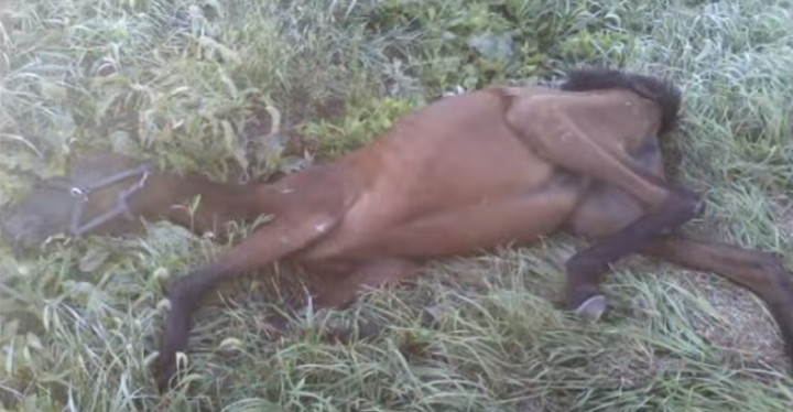 Teenage Girl Saves Starving Horse Lying on the Side of a Road.