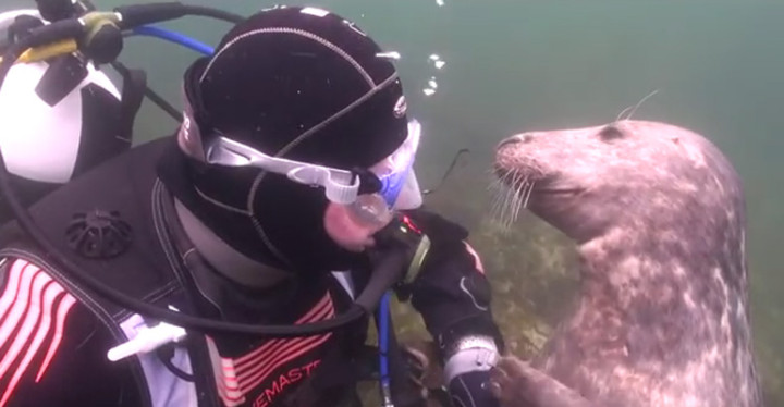 Videographer Finds Seal Who Loves Getting Belly Rubs.