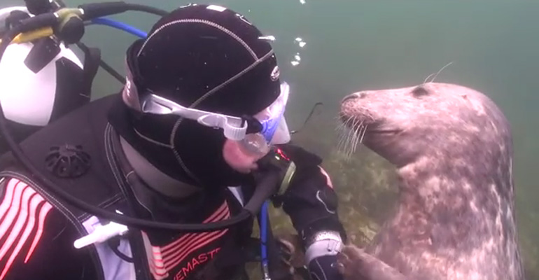 This Adorable Seal Only Wants One Thing from This Diver…a Belly Rub