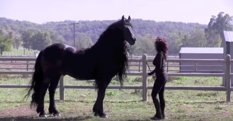 World Famous Friesian Stallion Frederik the Great is Stunning.