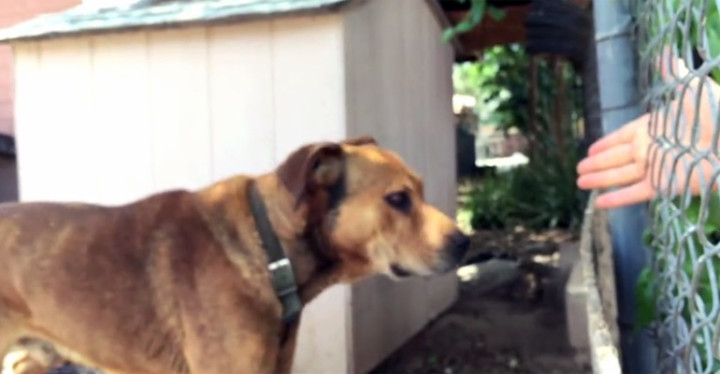A Dog Named Rusty Diamond Is Saved from a Life of Neglect.