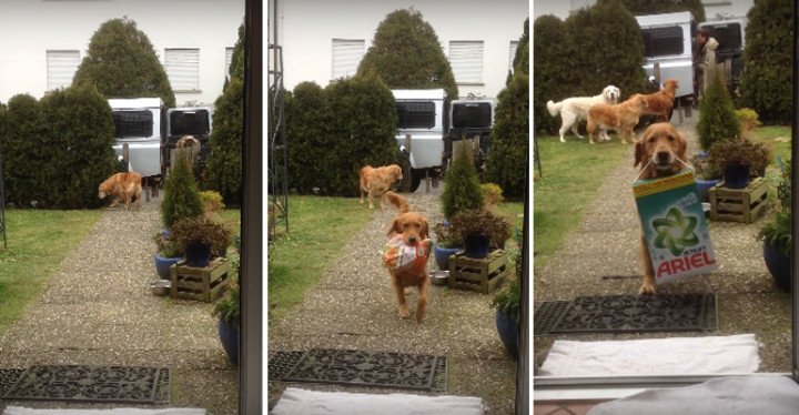 Adorable Golden Retrievers Carries Groceries into the House.