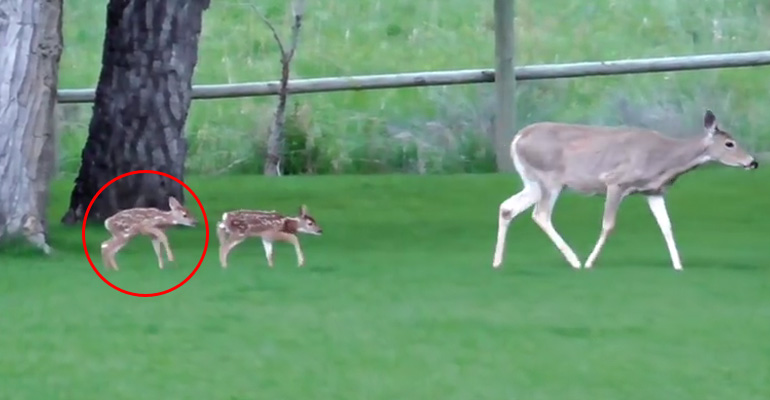 A Man Saved a Baby Deer’s Life and Now She Doesn’t Want to Leave Her Hero Human