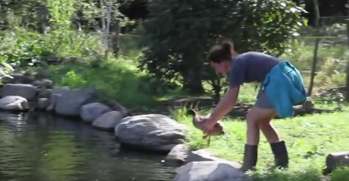 Rescued Ducks Go for Their First Swim in a Lake and Love It.