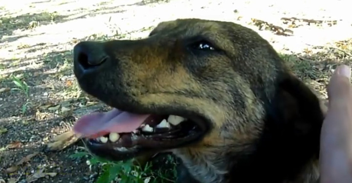 Friendly Homeless Dog Gets Rescued After Being Spotted.