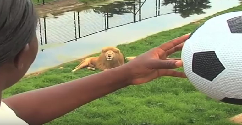 Zookeepers Toss a Soccer Ball into One of the Lion’s Enclosures and Watch What He Does with It