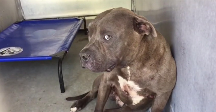 Pit Bull Rescued from Dog Fighting Operation Gets Adopted.