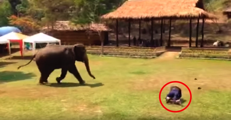 This Elephant’s Caretaker Fell to the Ground. Watch What the Elephant Does Next!