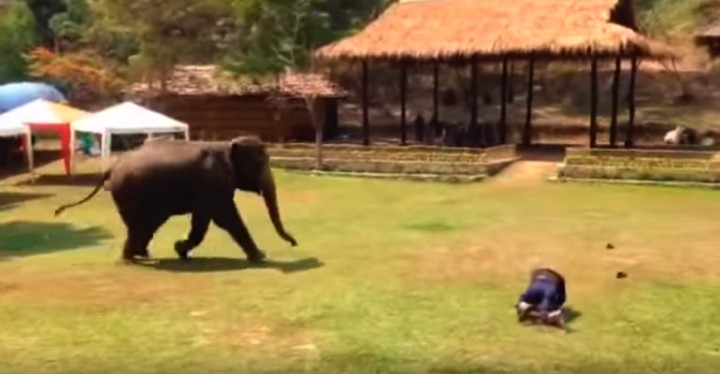Thongsri the Elephant Comes to the Rescue of Her Caretaker.