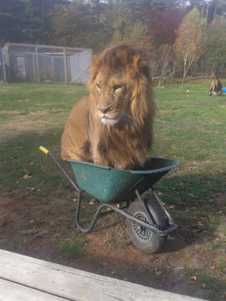 14 Big Cats Acting Like House Cats Is the Cutest Thing Ever