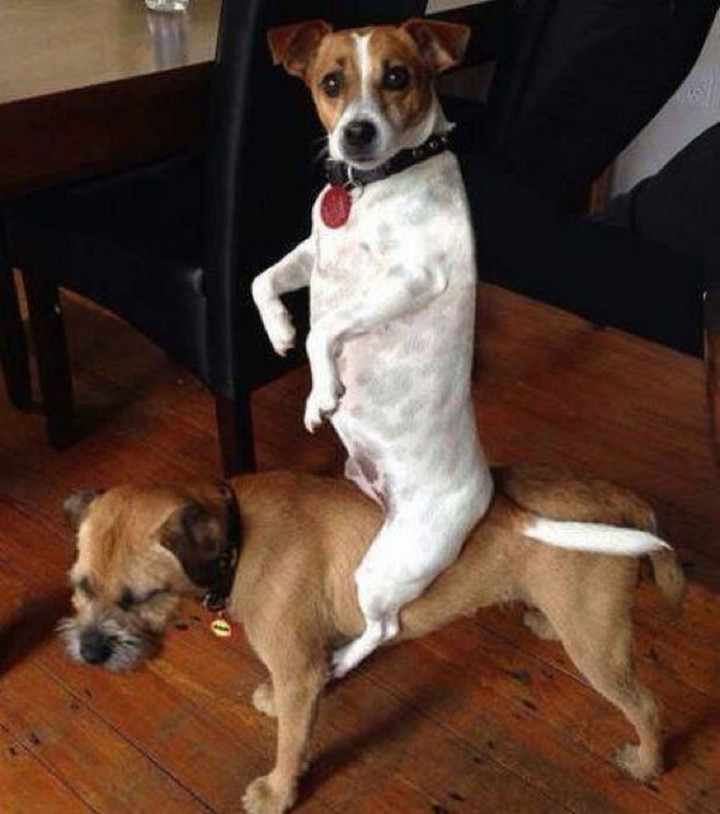 15 Guilty Dogs Who Were Busted! - "Aren't you so supposed to be at work?"
