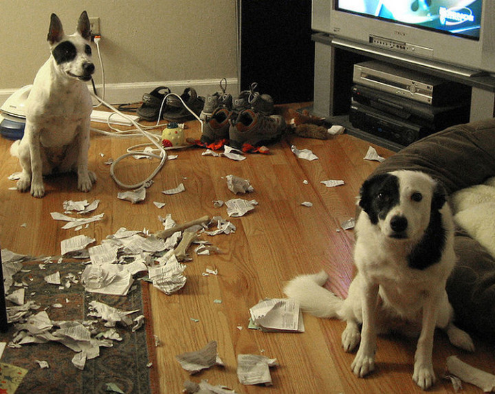 15 Guilty Dogs Who Were Busted! - "These are not the dogs you are looking for. Move along..."