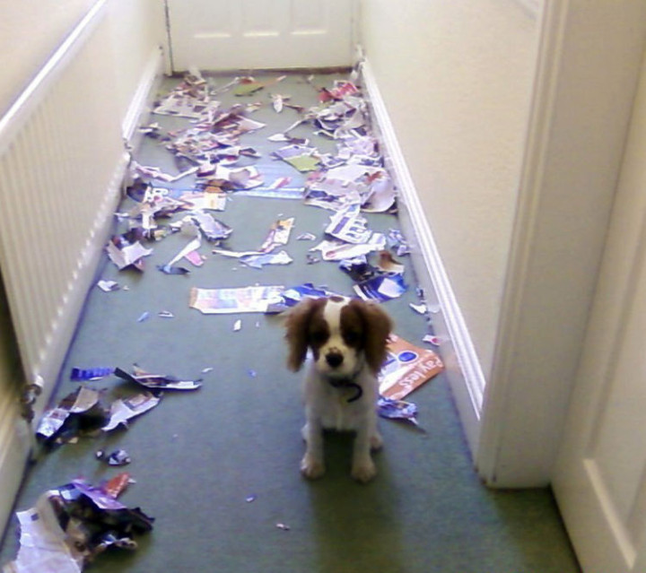 15 Guilty Dogs Who Were Busted! - “I swear it wasn’t my fault.”