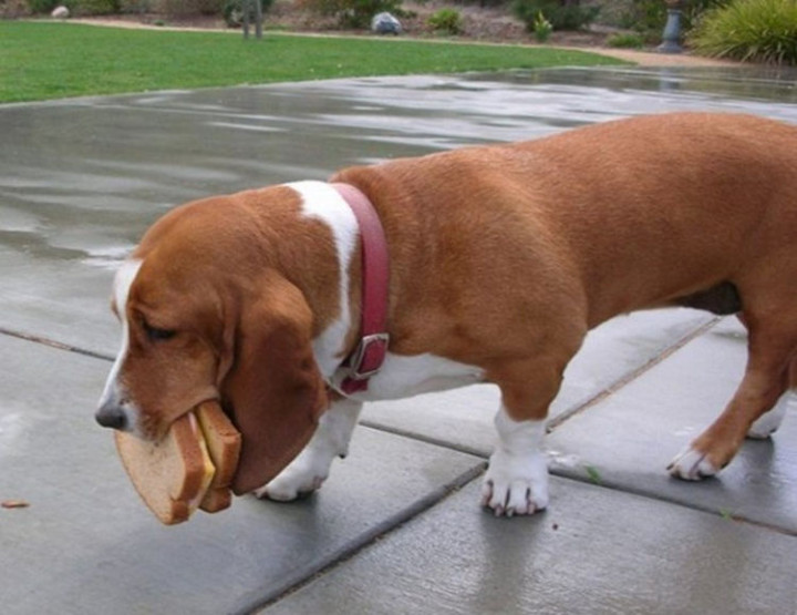 15 Guilty Dogs Who Were Busted! - "The sandwich you made isn't good for you. I'm only doing you a favor."