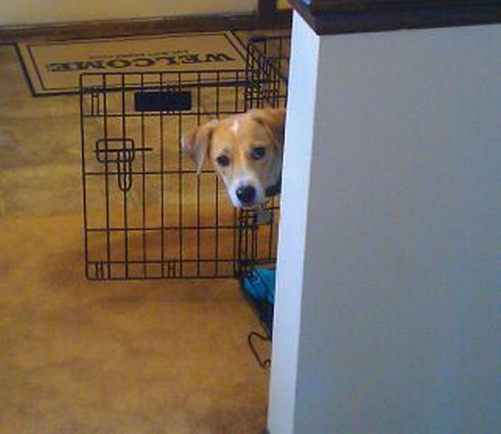 15 Guilty Dogs Who Were Busted! - "I couldn't have done THAT! I was here the entire time, see?"