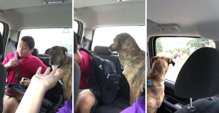 Adorable Dog Cries When Mom Drops Off Her Son at School.