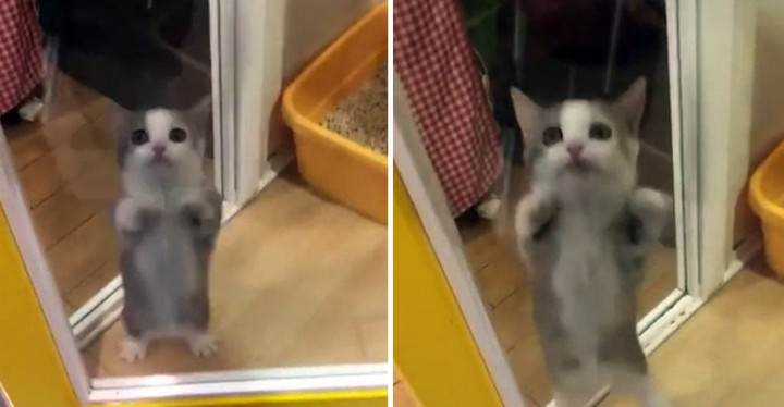 Cat Jumps Excitedly Once His Owner Arrives Home from Work.