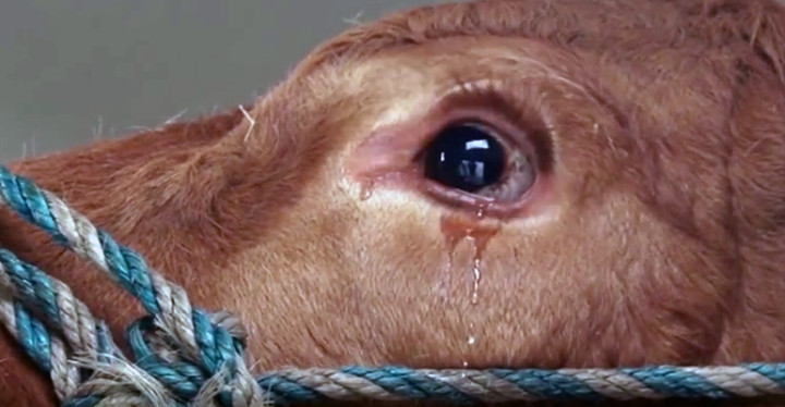 Crying Cow Is Saved from Slaughter After Dairy Farm Closes.