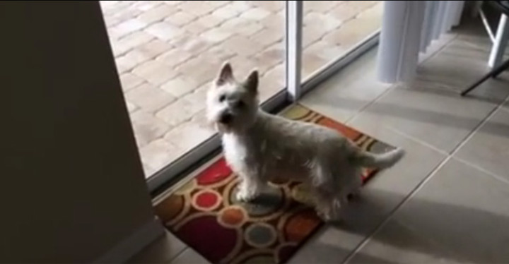 Dog Arrives in Florida and Can't Wait to Dive into the Pool.