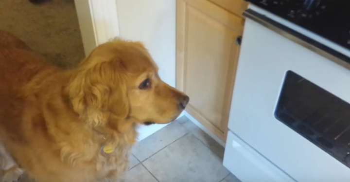 Dog Owner Tricks His Dog to Eat by Placing Her Food Dish in the Oven.