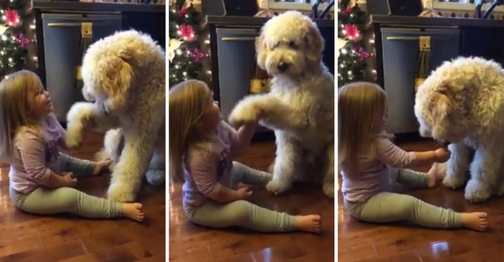 Little 3-year-old girl teaches her dog Gauge some tricks.