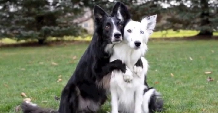 Border Collies Hugging - Envy and Zain Showing Some Love for the Camera.