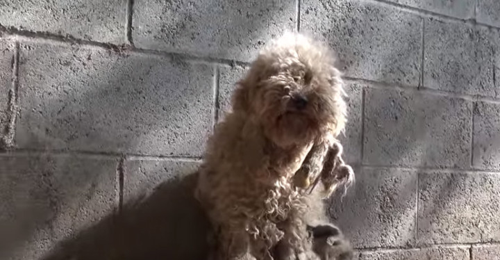 Hope for Paws Rescues Dolly the Severely Matted Poodle.