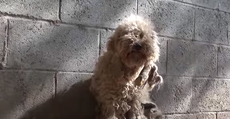 Rescuers Found a Homeless Poodle Hiding in Fear. Watch Her Reaction as They Get Her into the Car.