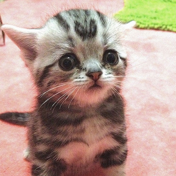Even as a kitten, he always had worrisome eyes.