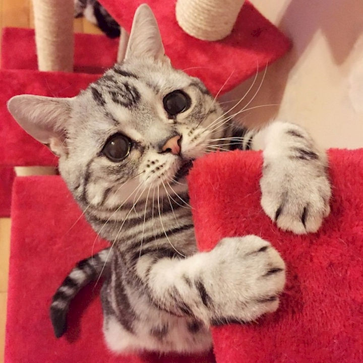 And play with his favorite toys.