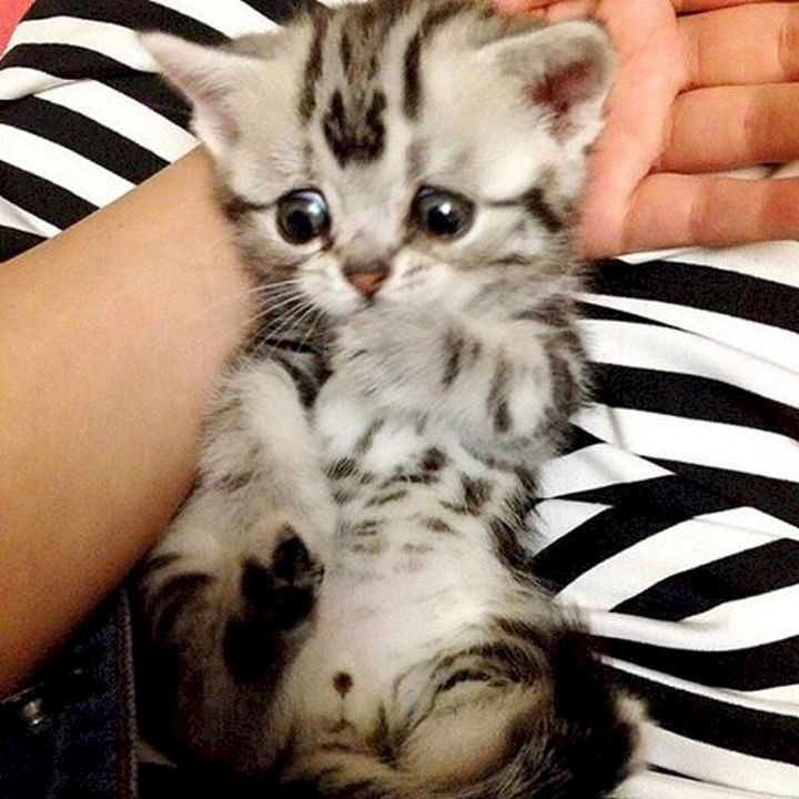 An adorable little ball of cuteness.