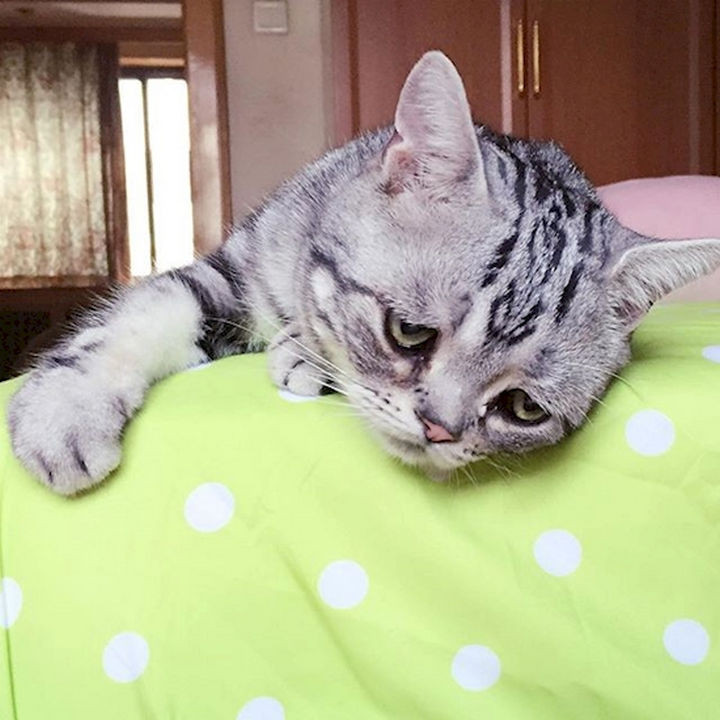 Forget grumpy cats, this sad cat is breaking the internet with his adorable face.