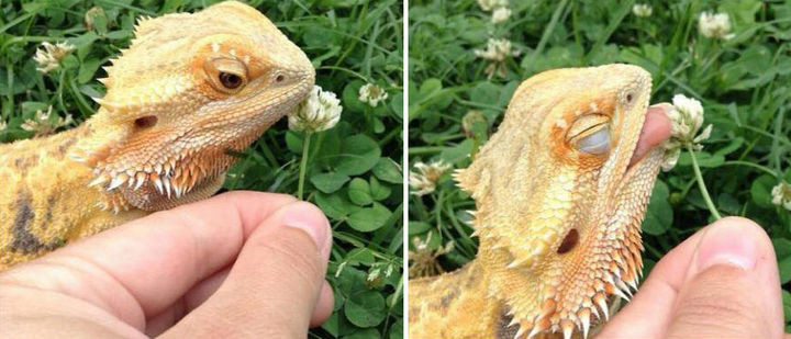 17 Adorable Animals Smelling Flowers - This bearded white dragon thinks that white clovers smell good enough to eat!